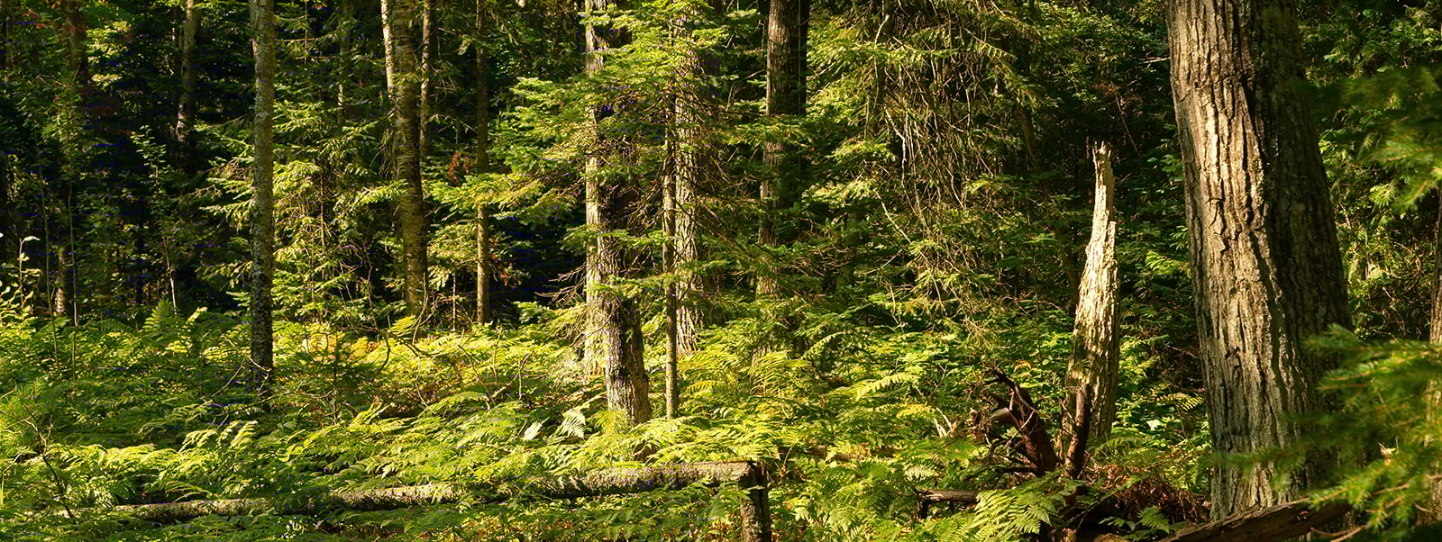 Wood: A Powerful Material for Climate Health