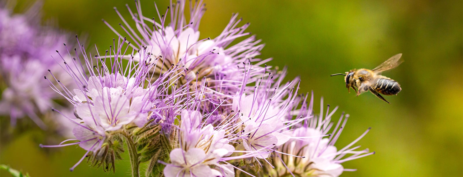 The Role of Wood in Supporting Ecosystem Health