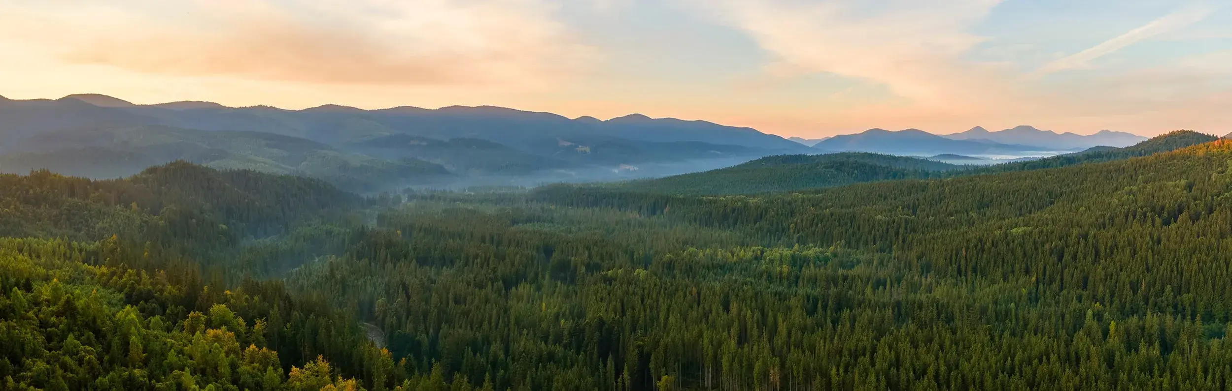 FSC Certified Wood: Expanding Our Commitment to Sustainable Sourcing